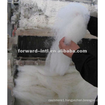 dehaired cashmere fibre goat wool